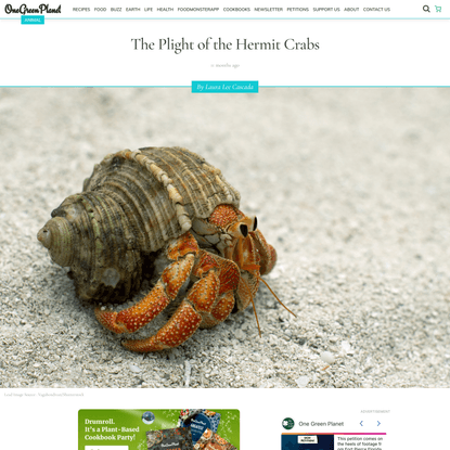 The Plight of the Hermit Crabs