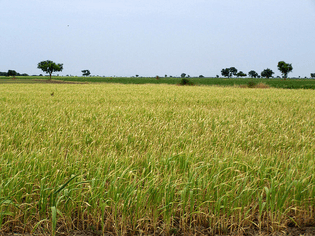 bhaaliya_wheat_field1.jpg