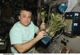 Plants on ISS Russian part