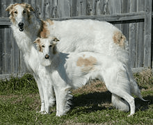 220px-silken_windhound_and_borzoi_-kal_tyler-.jpg