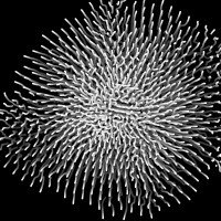GrowthForms- wire chrysanthemum