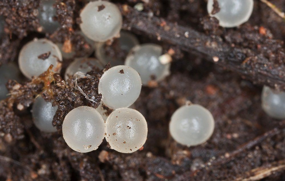 Яйца дождевых червей фото и описание