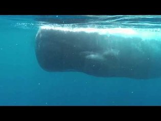 Swimming with Blue Whales in Sri Lanka