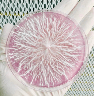 Mycelium in agar petri