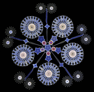 Arranged diatoms on microscope slide, Klaus Kemp