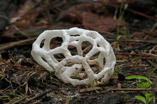 Basket Fungi (Ileodictyon Cibarium)