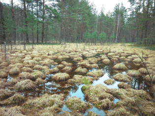 swamp-in-cepkeliai-nature-reserve-lithuania-2048x1536.jpg