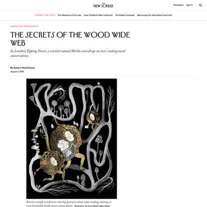 The Secrets of the Wood Wide Web | The New Yorker