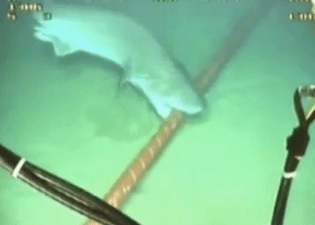 shark biting into underwater internet cable