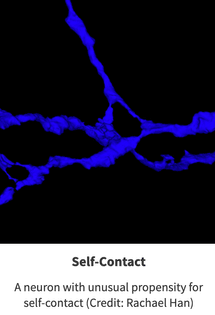 Self Contact in a Neuron