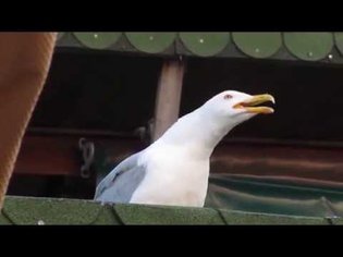 Evil seagull laugh