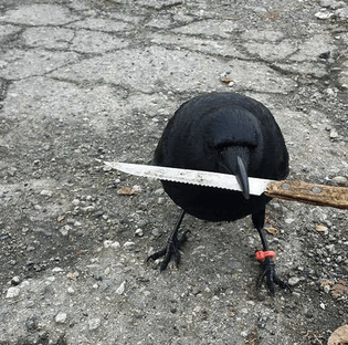 shank-e1452957957660.jpg