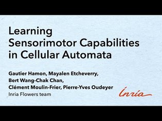 Learning Sensorimotor Capabilities in Cellular Automata (take 2)