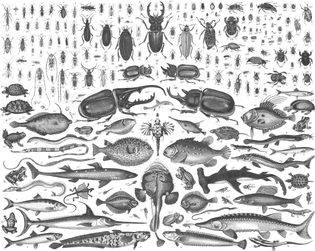 zoology-plate-81-scaled.jpg