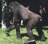 gorilla_knuckle_walking.jpg