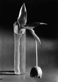 andré-kertész-melancholic-tulip-1939 