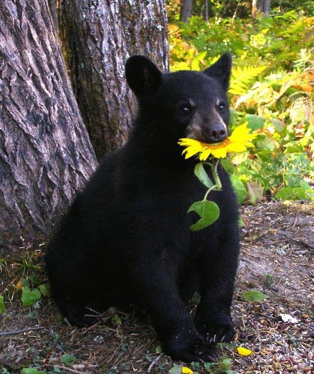 sunflower cub