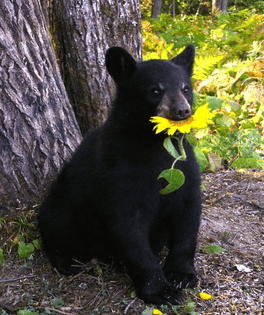 sunflower cub