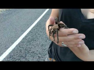 An evening with Donna, the 7-legged Texas Brown tarantula
