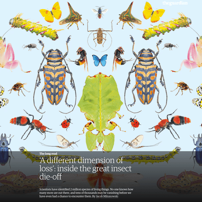 'A different dimension of loss': inside the great insect die-off