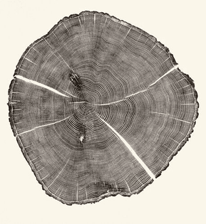 57ab9f2b6f7c6f0dbd2330430334cf02-tree-rings-tree-patterns.jpg