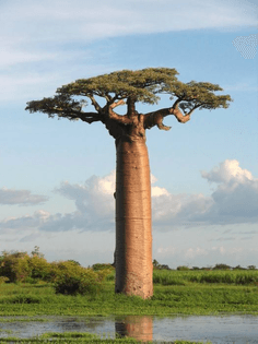 original_baobab_tree_15.jpg?1313196119?bc=1