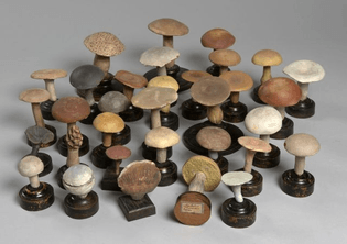 FIFTY-ONE MUSHROOMS in painted terracotta.