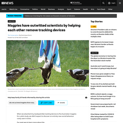 Magpies outwit scientists by helping each other to remove tracking devices