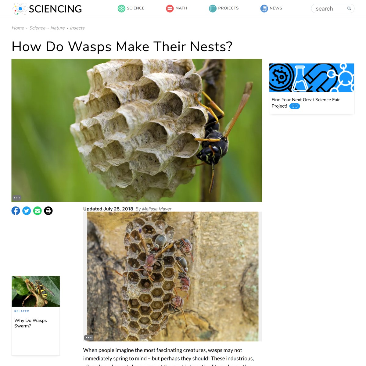 How Do Wasps Make Their Nests? — Are.na