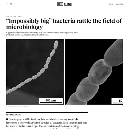 “Impossibly big” bacteria rattle the field of microbiology