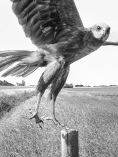 knausgaard-birds07.jpg