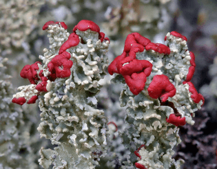 cladonia-bellidiflora.jpg