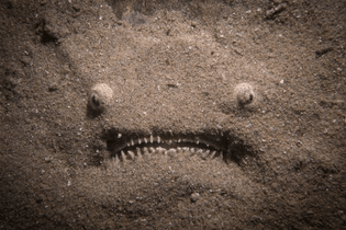 stargazer fish lurking beneath the sand captured by deep sea diver