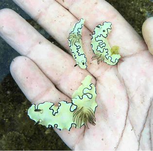 sea slugs, nudibranch