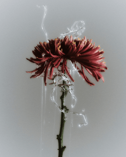 smoke-still-life-2-portrait-low-res.png