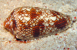 Chaos: shell of gastropod mollusc the cloth of gold cone, Conus textile, resembles Rule 30 cellular automaton