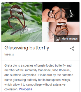 glasswing butterfly 