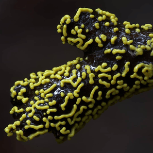 planet_fungi_117259253_2948920351884769_3483137538677252400_n.jpg