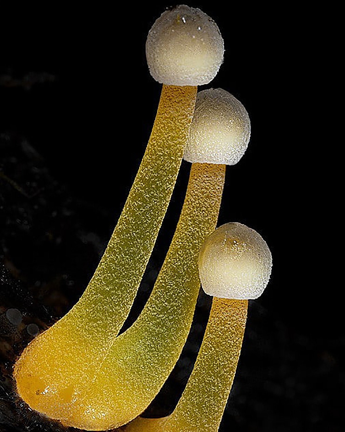 planet_fungi_116782359_997567987360670_5546101944483635802_n.jpg