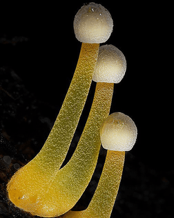 planet_fungi_116782359_997567987360670_5546101944483635802_n.jpg