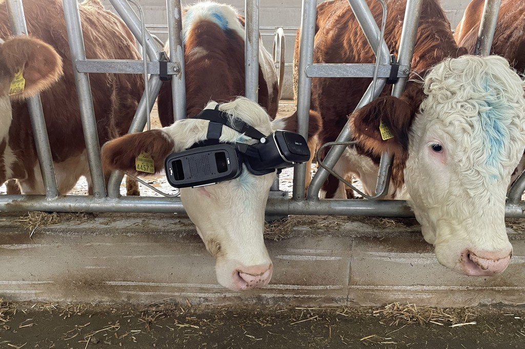 VR glasses wearing cows