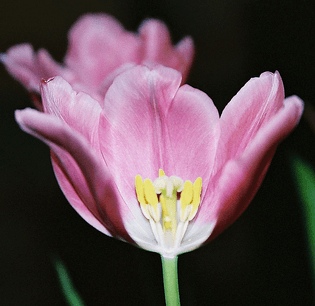 tulip01.jpg