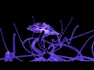 The Organic Internet of a Mycelium Network: Suzanne Simard, Paul Stamets, and Terence Mackenna