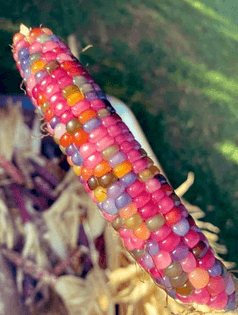 Pre-colonization Glass Gem Corn, Indigenous to North America, regrown by a Cherokee farmer in Oklahoma. This particular corn is a mix of ancient Pawnee, Osage and Cherokee varieties