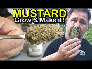 How to Make Homegrown Homemade Mustard