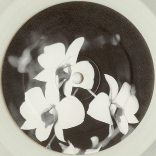 Ovatow-Phalaenopsis.jpg