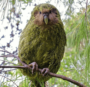 Kākāpō / owl parrot / moss chicken