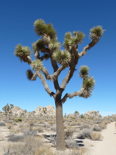 joshua-tree-and-the-desert-landscape_0051.jpg