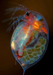 https://www.nikonsmallworld.com/galleries/2019-photomicrography-competition/pregnant-daphnia-magna-small-planktonic-crustacean