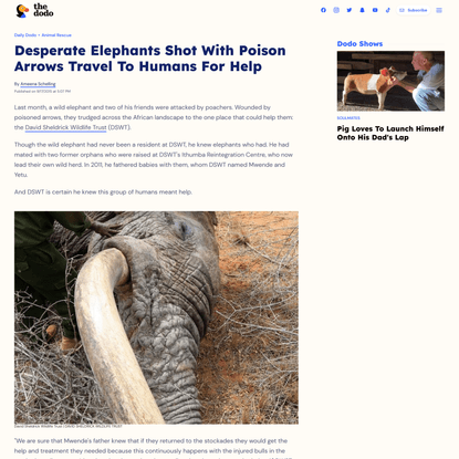 Desperate Elephants Shot With Poison Arrows Travel To Humans For Help